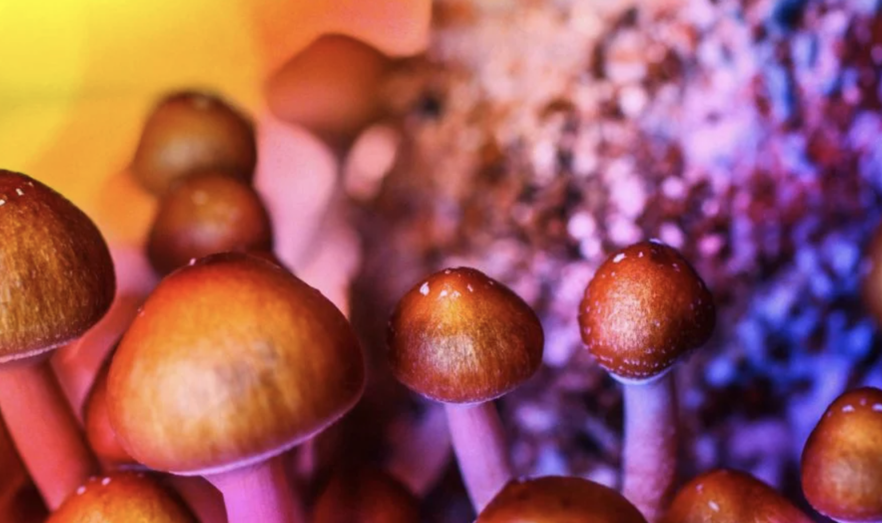 from: https://www.medicalnewstoday.com/articles/how-long-do-shrooms-stay-in-your-system#summary