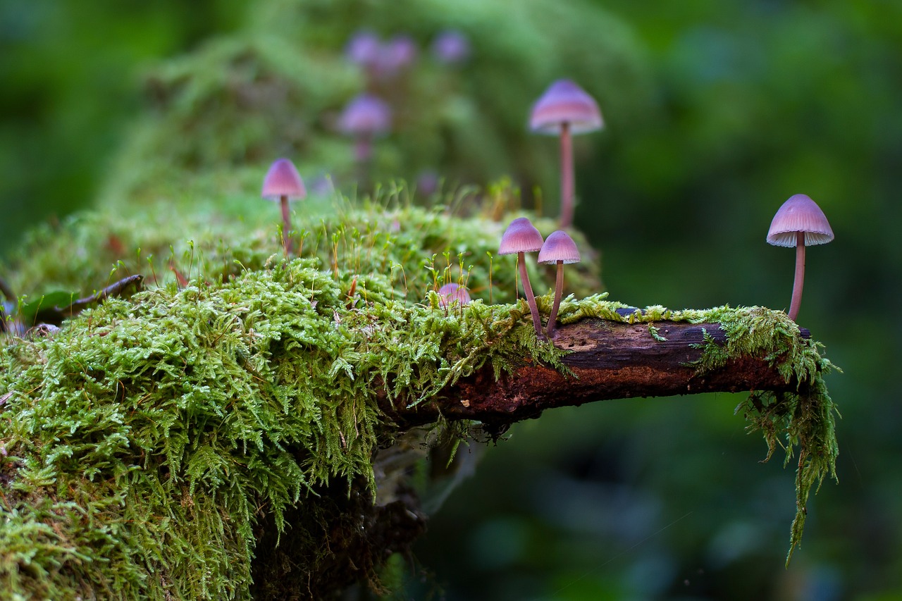 from: https://pixabay.com/photos/mushrooms-moss-fungi-lichen-forest-2786789/