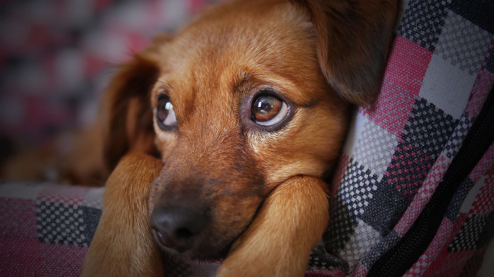 Cute brown dog looks up
