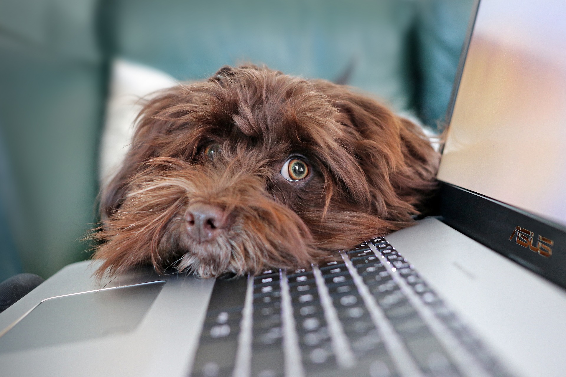 Brown dog looks over computer keyboard